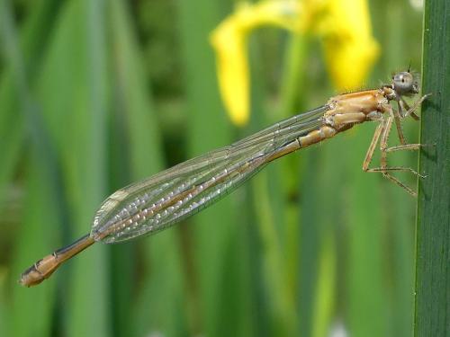 Ischnura elegans